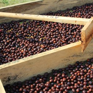 Mont58 Organic Honduran coffee