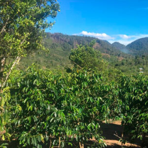 Indonesian coffee
