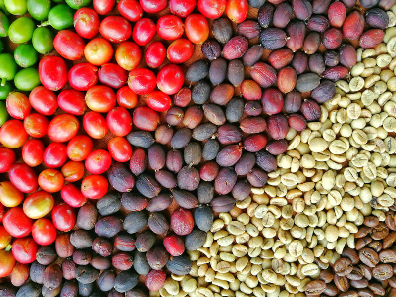 coffee beans - from green to roasted
