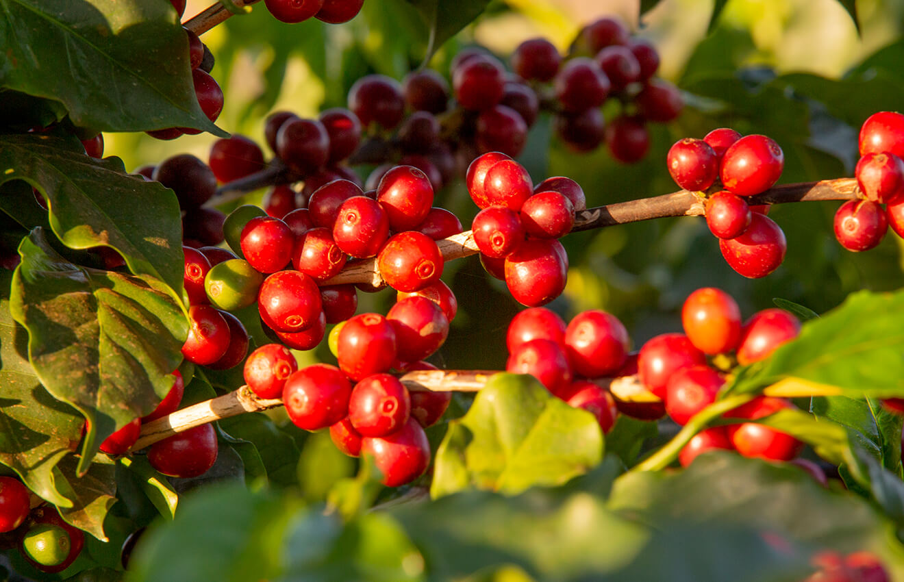 coffee cherries