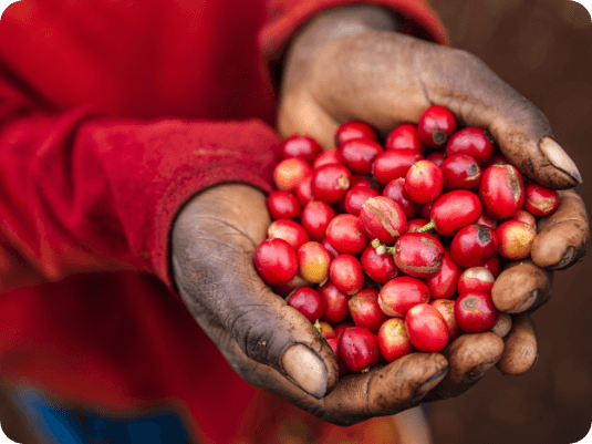 Sustainable coffee