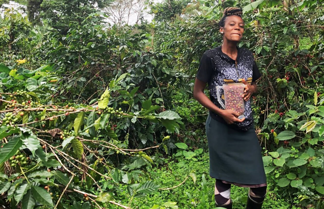 Tanzanian coffee