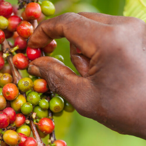 coffee harvesting