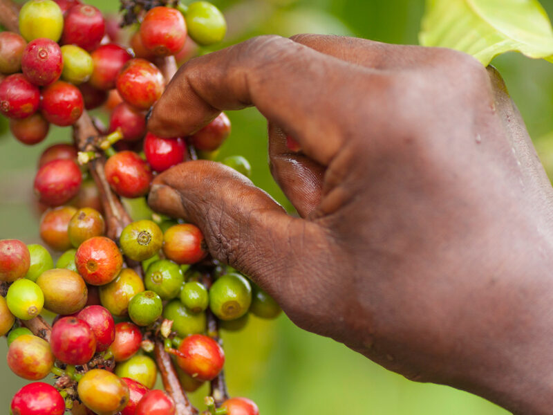 coffee harvesting