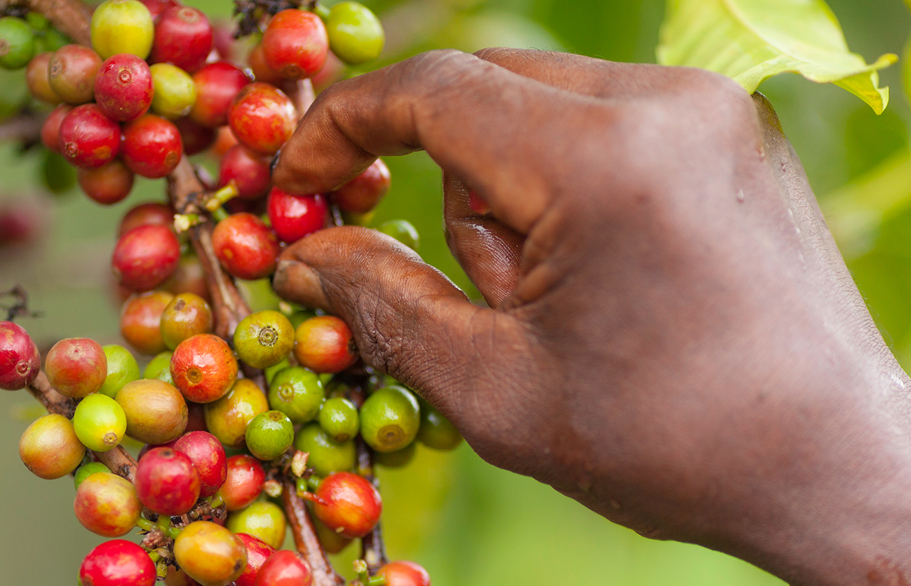 coffee harvesting
